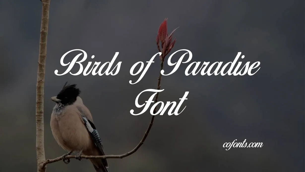 Preview of Birds of Paradise Font Free Download